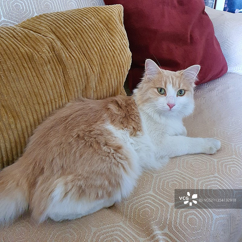 猫在家里沙发上放松的肖像图片素材