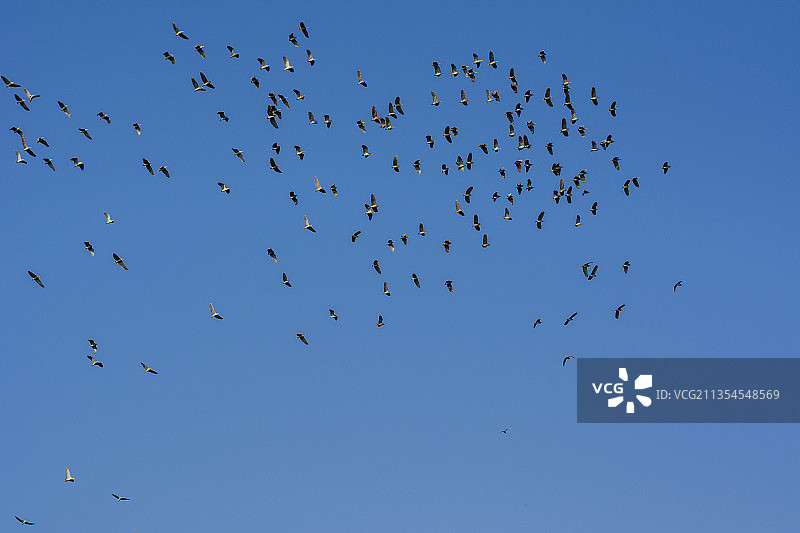 蓝天上自由飞翔的鸟群图片素材