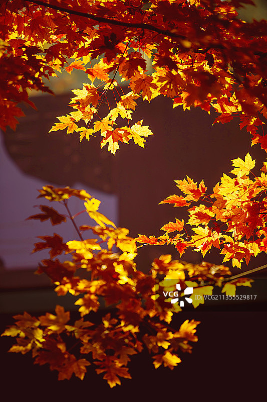 秋天红叶美景图片素材