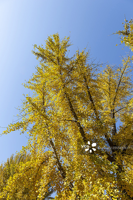 金秋时节北京香山公园的银杏树 一片金黄图片素材