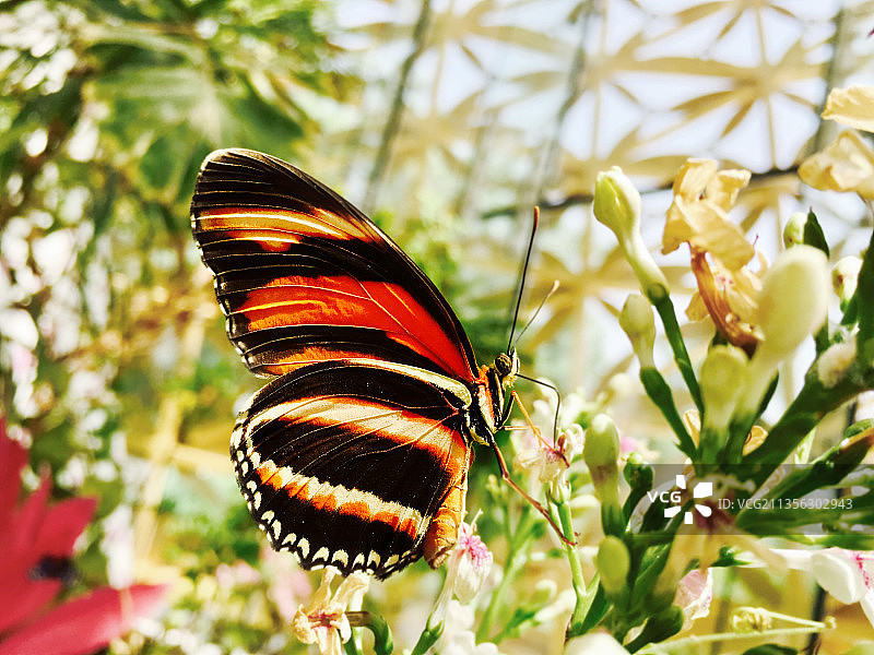 蝴蝶在花上授粉的特写镜头图片素材