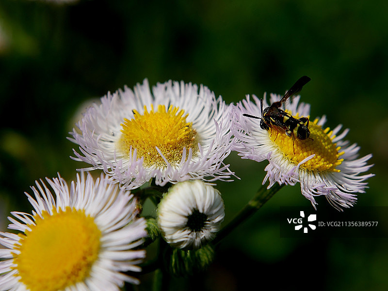 加拿大安大略省伦弗鲁，蜜蜂在花上授粉的特写镜头图片素材