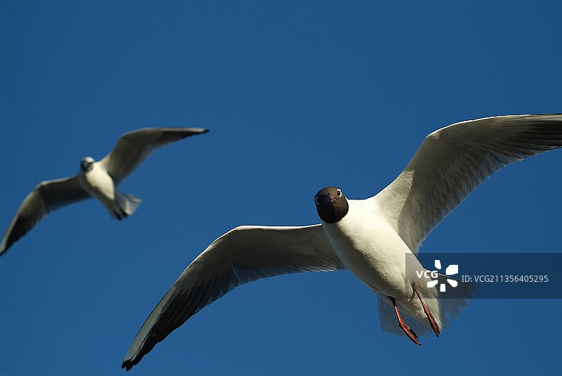 低角度的海鸥飞行在晴朗的蓝天图片素材