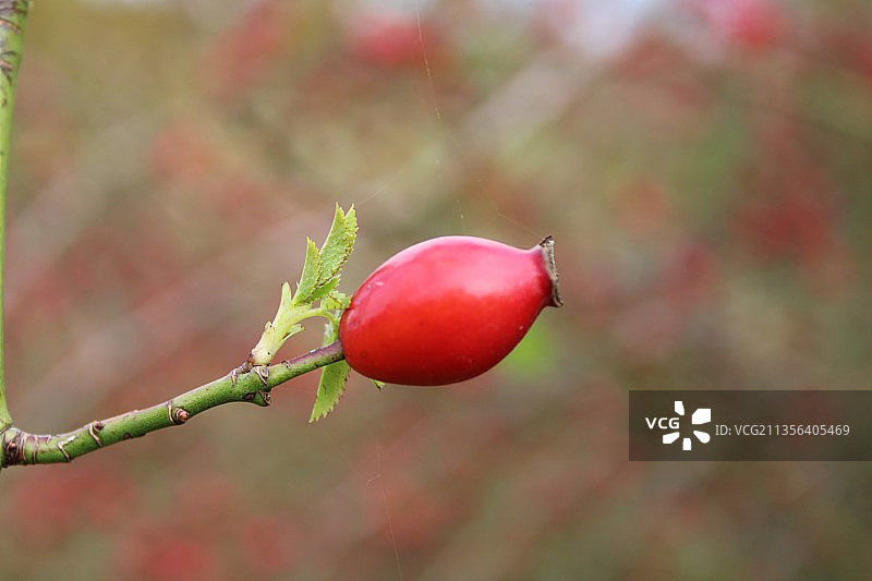红色水果生长在树上的特写镜头图片素材