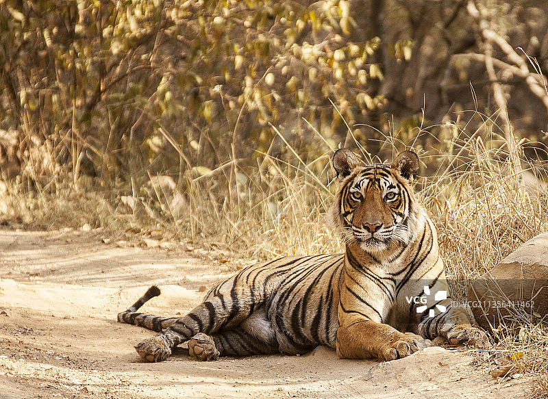 老虎坐在草地上的肖像图片素材