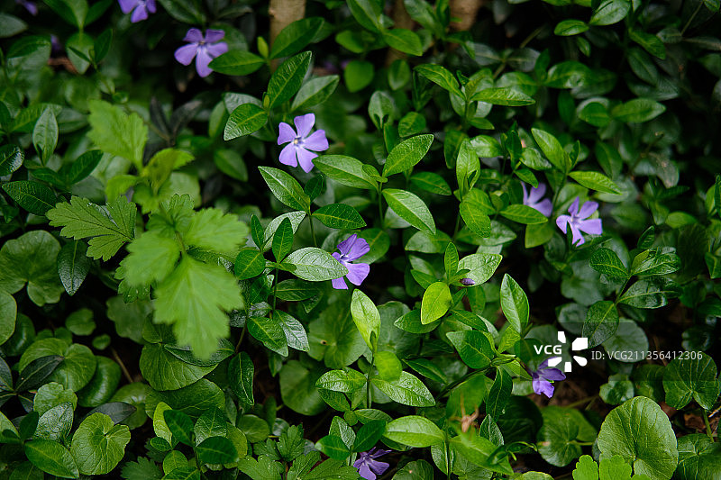 紫色开花植物的高角度视图图片素材