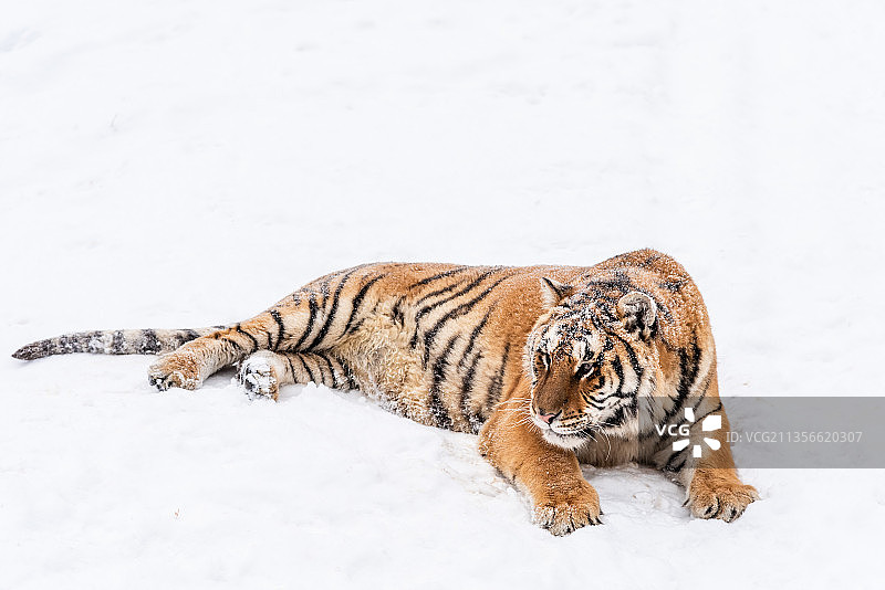 冬天雪后雪地中的老虎东北虎图片素材