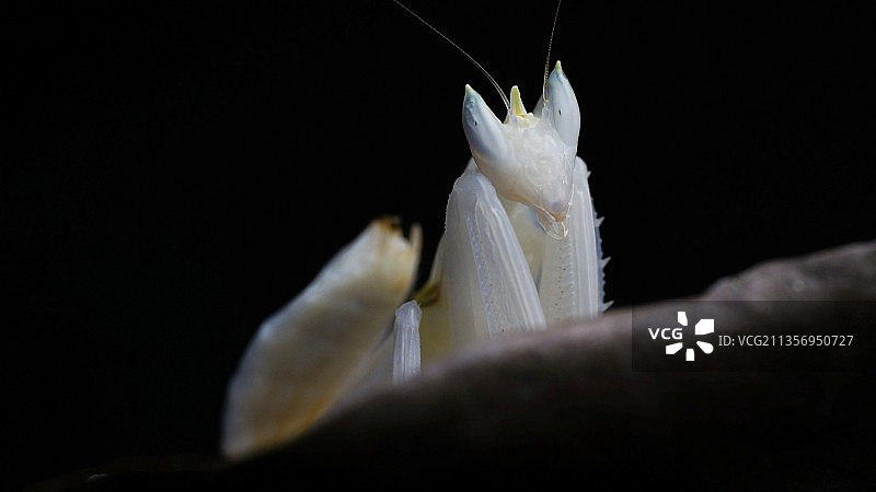 兰花螳螂图片素材