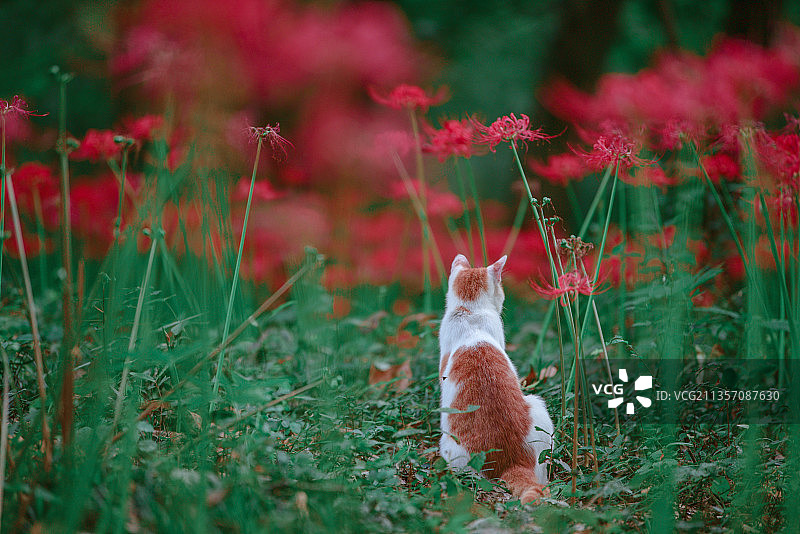 彼岸花丛中的小猫咪图片素材