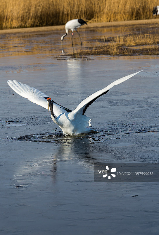 黑龙江省齐齐哈尔市扎龙自然保护区在刚结冰湖面上的丹顶鹤图片素材