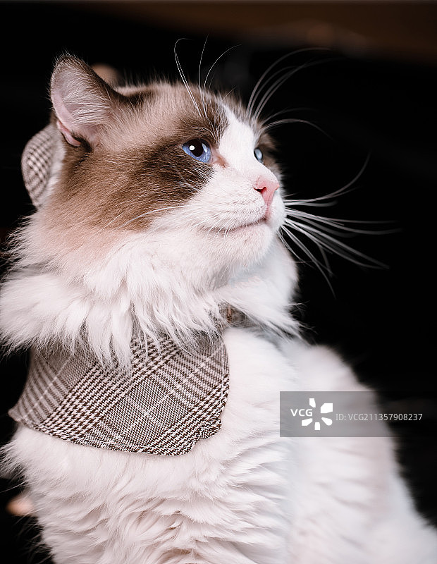 帅气的布偶猫图片素材