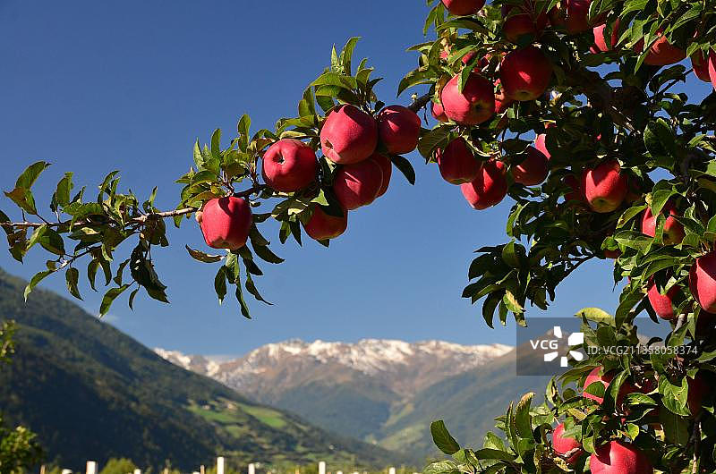 苹果栽培，苹果树上的苹果，温施高，斯白阿尔卑斯山，南蒂罗尔，瓦尔维诺斯塔，上阿迪杰，苹果，意大利，欧洲图片素材