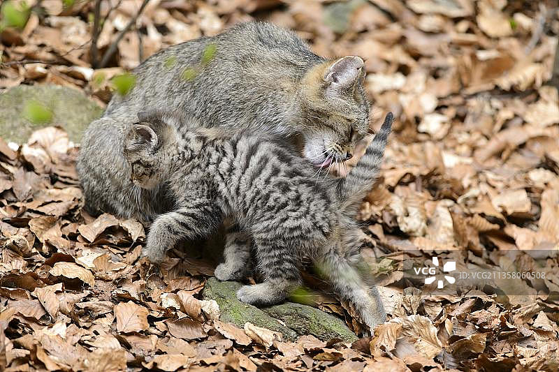 欧洲野猫(Felis silvestris)和年轻，巴伐利亚森林国家公园，巴伐利亚，俘虏，德国，欧洲图片素材