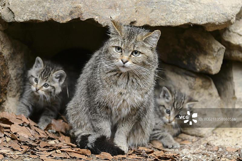 欧洲野猫(森林猫)和小猫，巴伐利亚森林国家公园，巴伐利亚，圈养，德国，欧洲图片素材