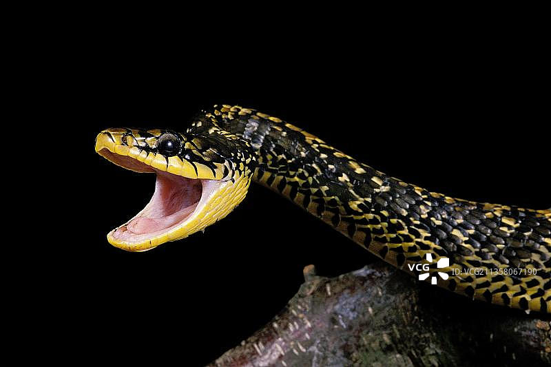 热带鼠蛇，张开嘴，呈防御姿势图片素材