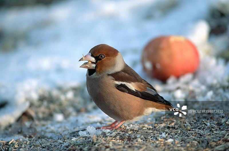 红雀(coccothrastees coccothrastees)，雀鸟，冬天喂养，雪，侧面，德国，欧洲图片素材