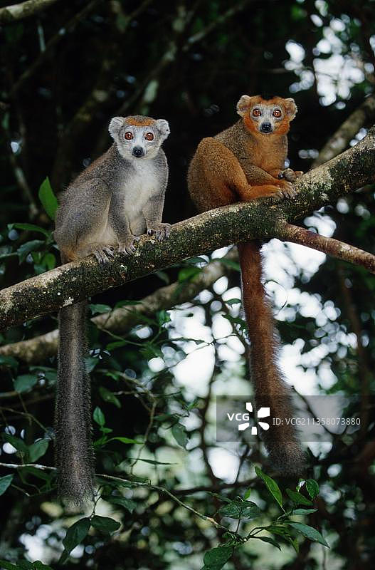 冠狐猴(冠狐猴)，一对，马达加斯加，非洲图片素材