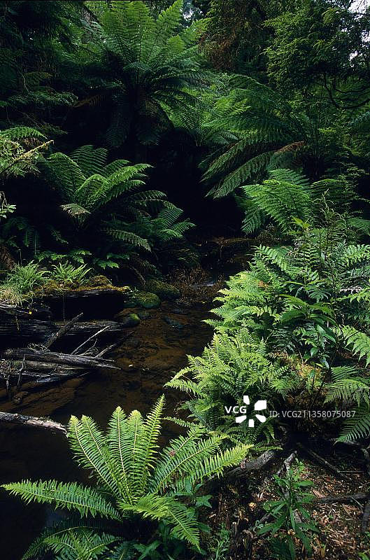 热带雨林与树蕨，奥特威国家公园(维多利亚)，澳大利亚，大洋洲图片素材