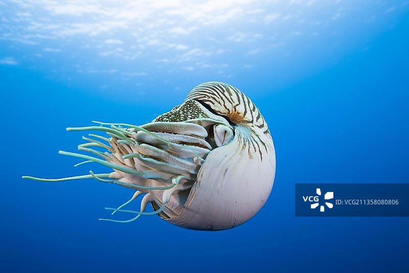 珍珠鹦鹉螺，大堡礁，豁免，澳大利亚，大洋洲图片素材