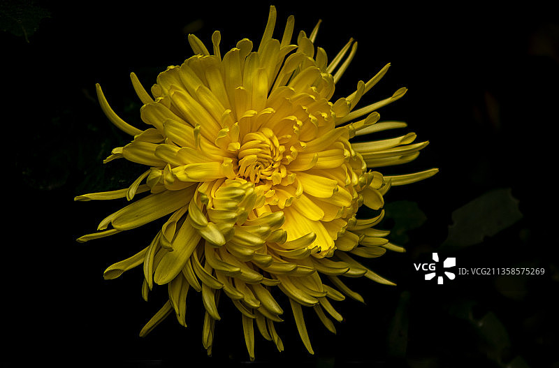 黄色菊花图片素材