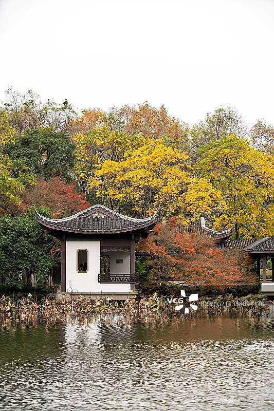 杭州西湖，曲院风荷，秋色图片素材