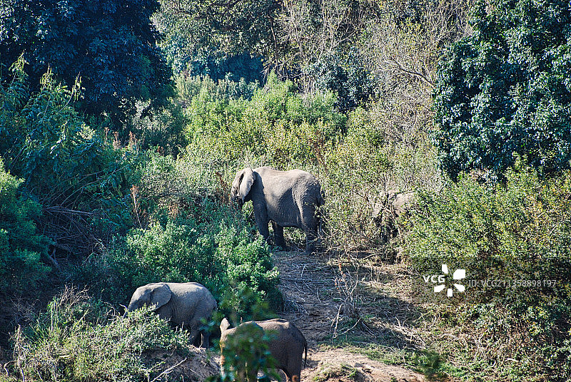 森林里大象的高角度视角图片素材