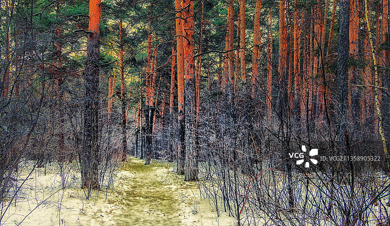 俄罗斯，秋天森林中的树木图片素材