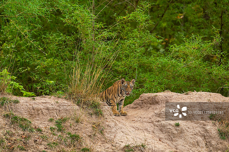 印度班德哈瓦加国家公园，老虎站在田野上的侧面图图片素材
