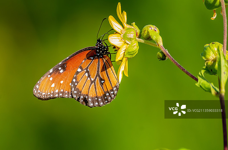 蝴蝶在花上授粉的特写，坦帕，佛罗里达，美国，美国图片素材