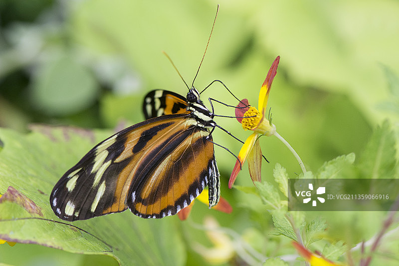 植物上蝴蝶的特写，辛辛那提，俄亥俄州，美国图片素材