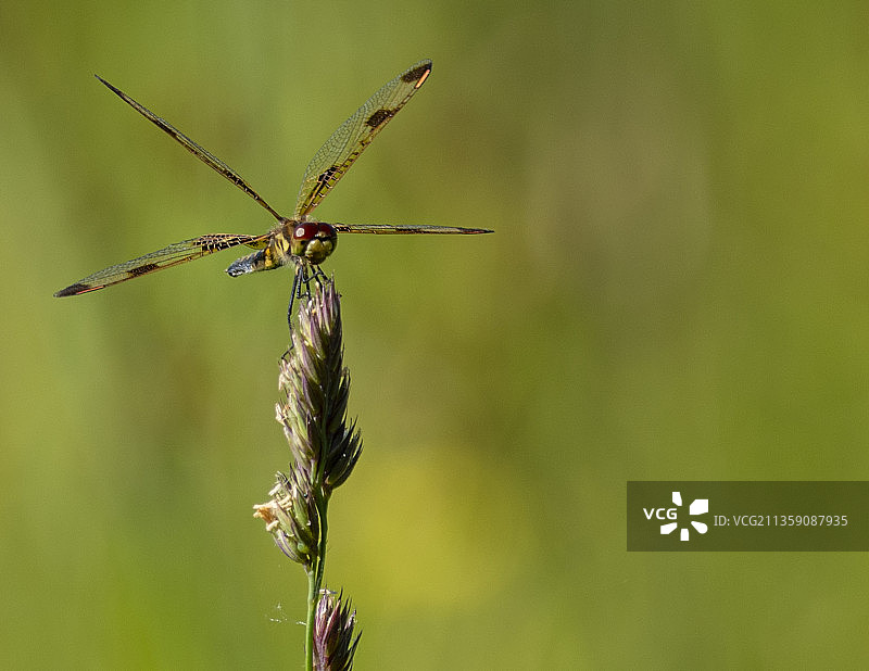 蜻蜓在植物上的特写，美国新罕布什尔州图片素材