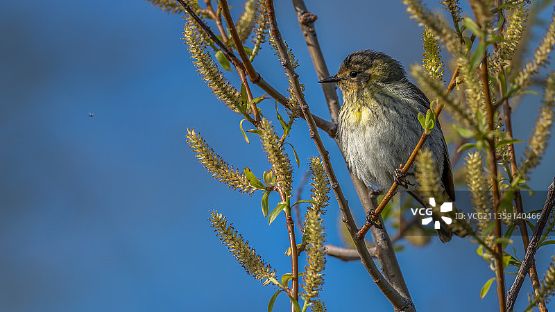 低角度的鸟鸣鸟栖息在树上反对蓝天，渥太华国家野生动物保护区游客中心，美国，美国图片素材