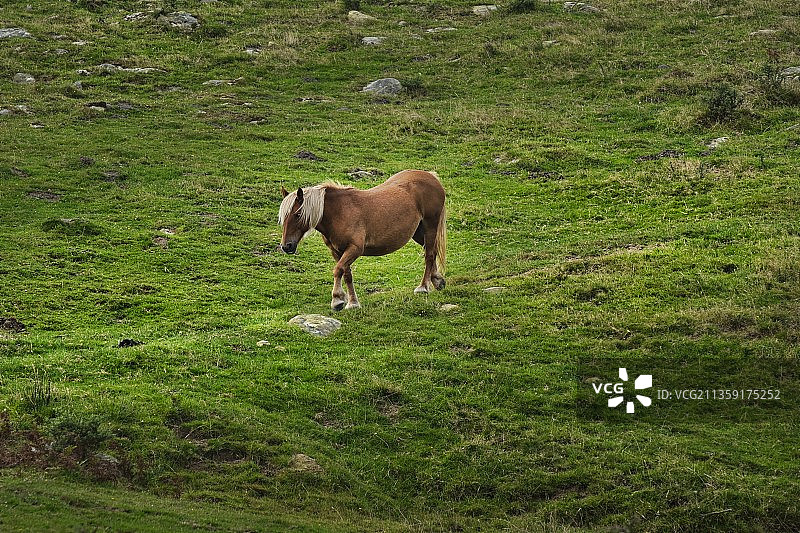 高角度的观点，纯种马在牧场上放牧，西班牙图片素材