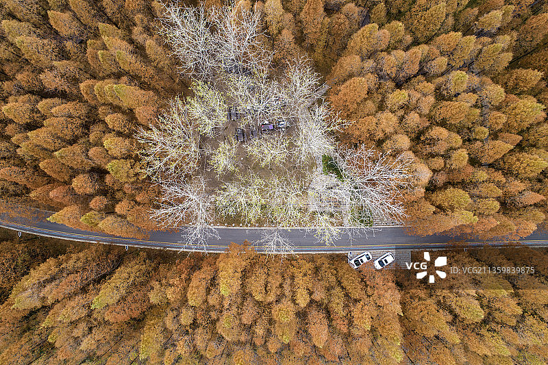 江苏洪泽湖大堤上的树林图片素材