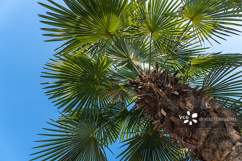 棕榈树图片素材