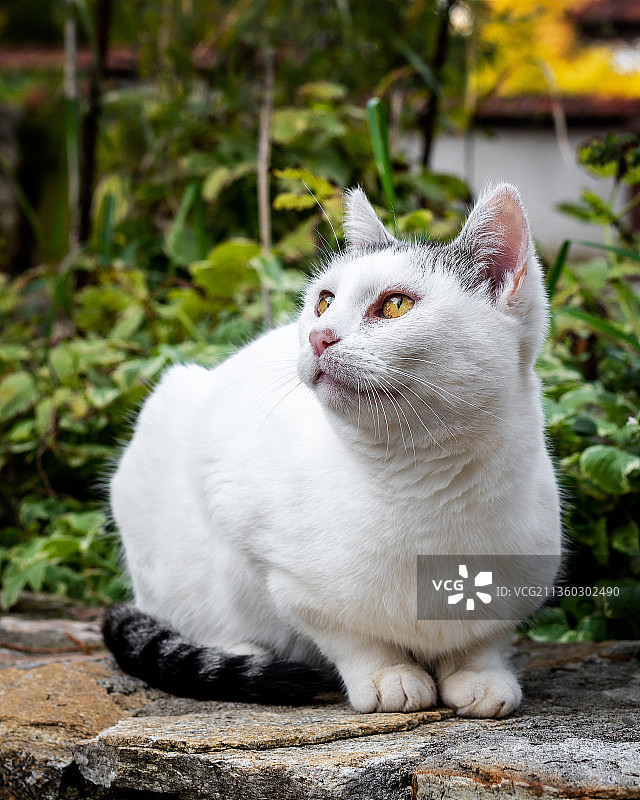 白色流浪猫在摆姿势拍照，德国，索菲亚，保加利亚图片素材