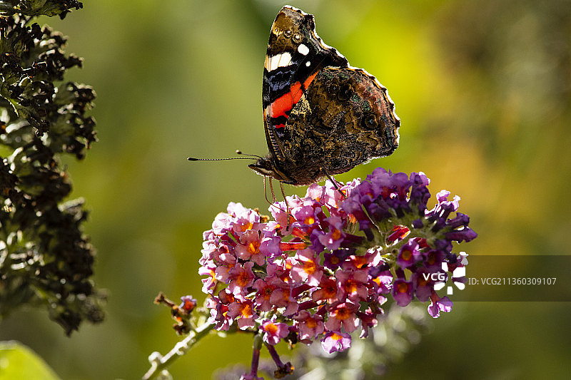 蝴蝶在紫色花朵上授粉的特写，德国图片素材