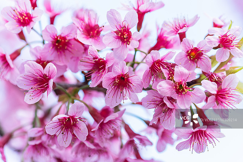 粉色樱花的特写镜头图片素材