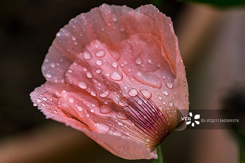 湿的粉红色玫瑰花的特写，瑞士图片素材