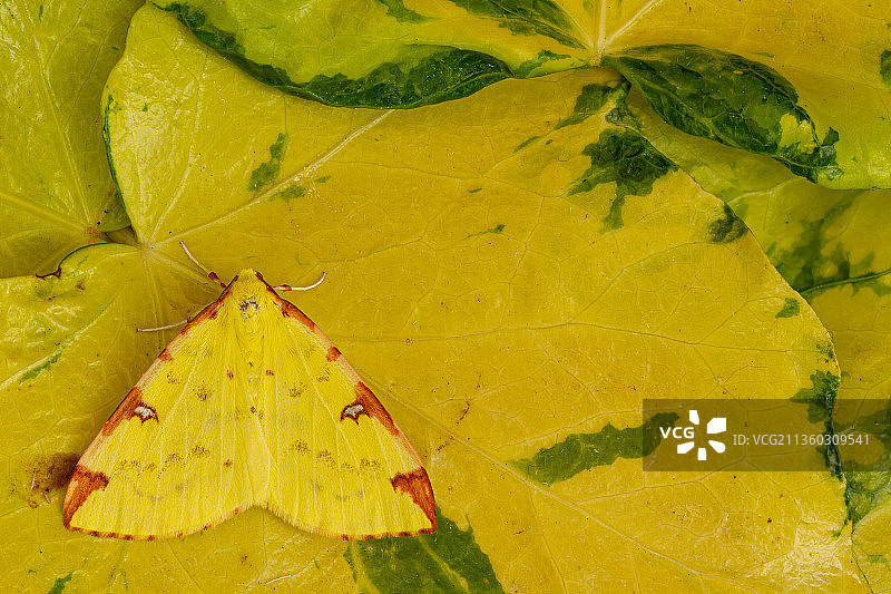 硫磺飞蛾，全帧拍摄的黄叶，杜伦，英国，英国图片素材