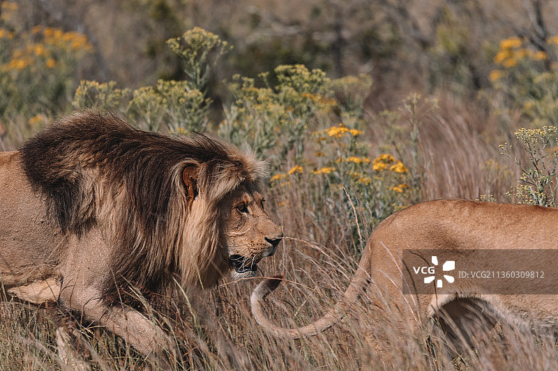 狮子和母狮一起坐在田野里图片素材