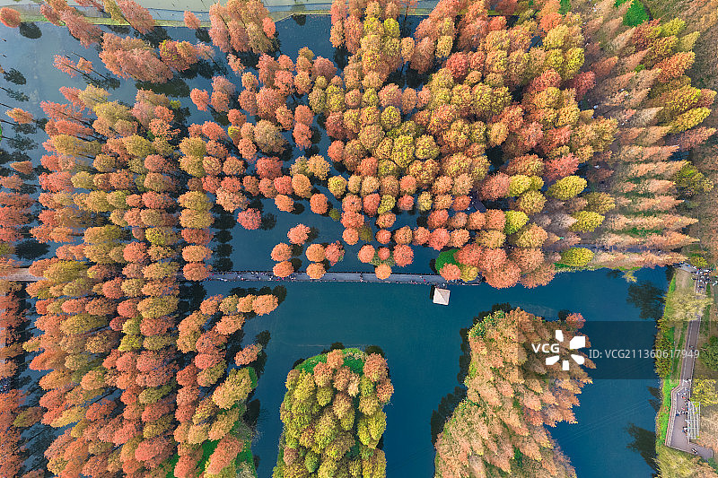 航拍秋天上海青西郊野公园水上植物自然风光图片素材
