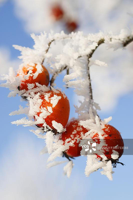 山楂，白霜覆盖的浆果(山楂)图片素材