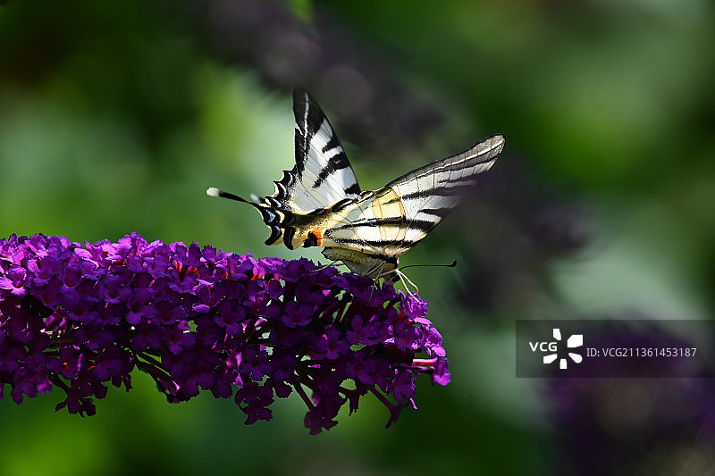 五彩缤纷的夏天，蝴蝶在紫色花朵上传粉的特写图片素材