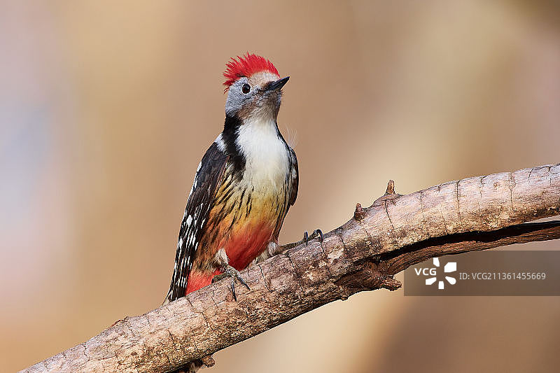 啄木鸟栖息在树枝上的特写图片素材