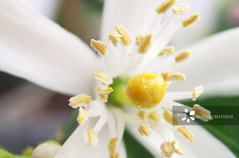 柠檬花，白色开花植物的特写图片素材