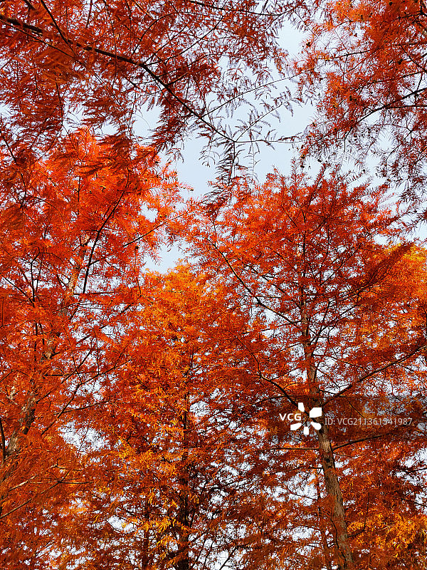 秋天，秋天的树木对天空的低角度视图图片素材