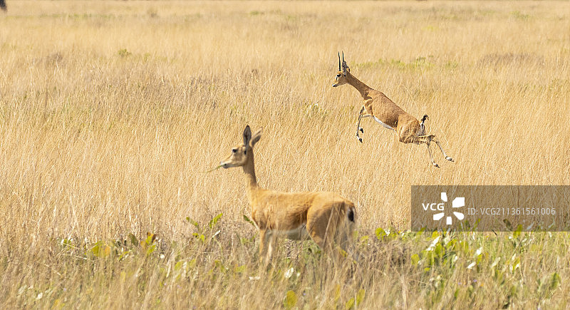 蝴蝶跳跃，站在野地上的鹿的侧面，柳洼平原国家公园，赞比亚图片素材