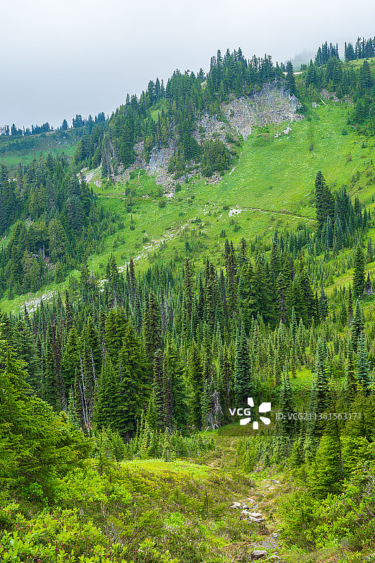 绿光山谷，风景秀丽的松树对天空，雷尼尔山，华盛顿，美国，美国图片素材