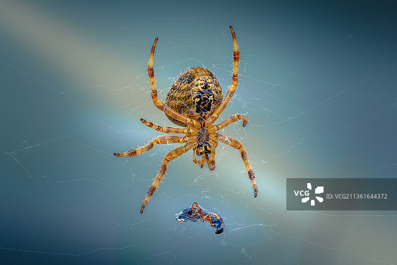 野兽的肚子，蜘蛛网上的蜘蛛特写，西苏塞克斯，英国，英国图片素材